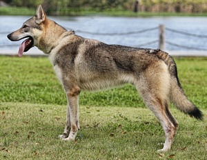 Dog Photo