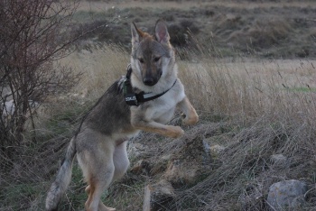 Dog Photo