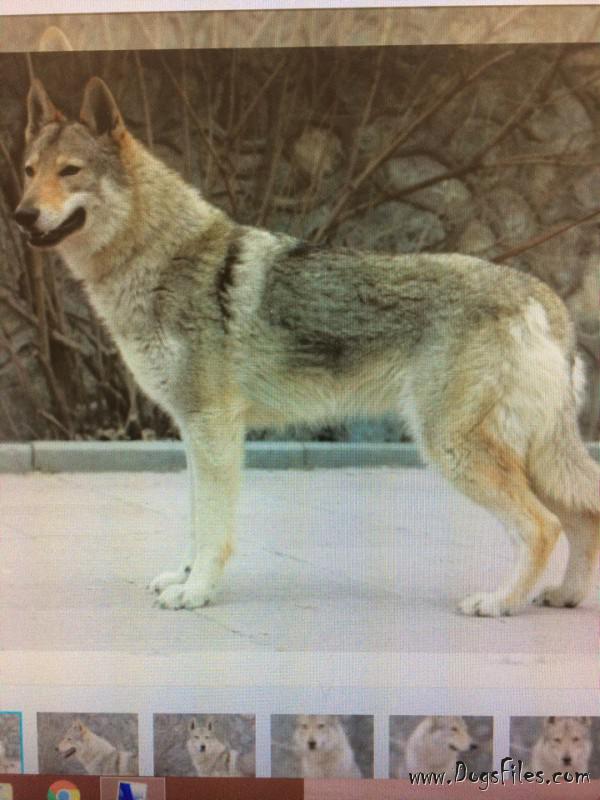 Dog Photo