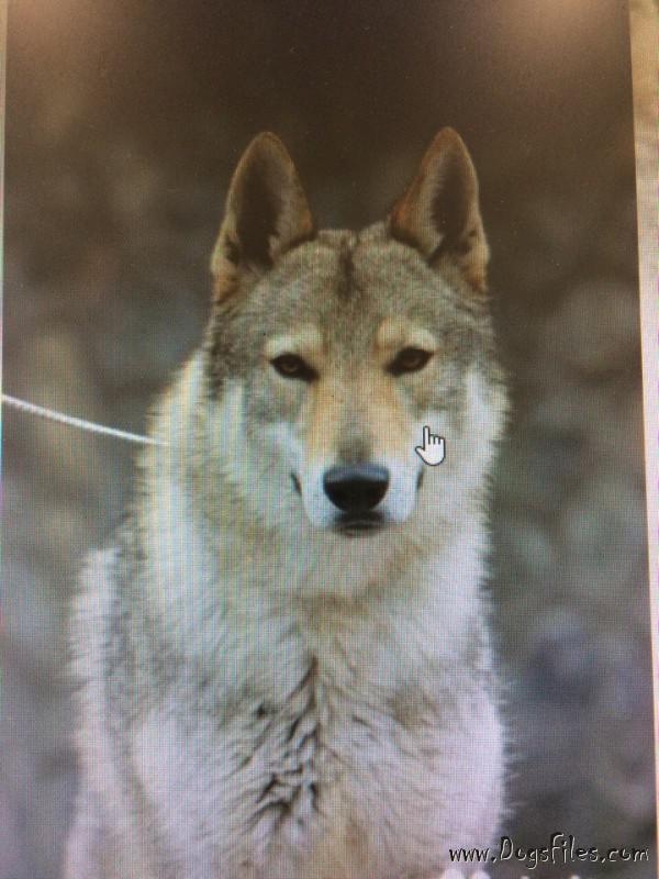Dog Photo