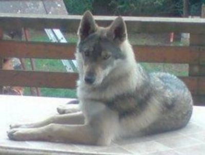 Dog Photo