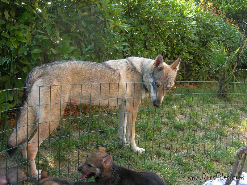Dog Photo