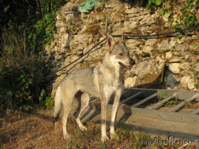 Dog Photo