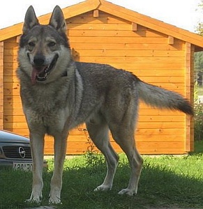 Dog Photo