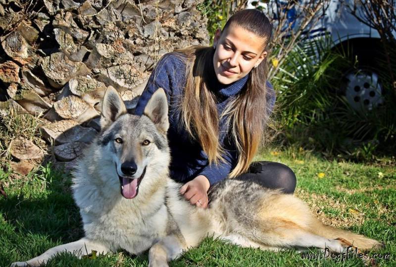 Dog Photo
