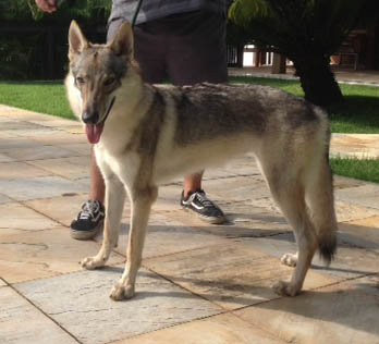Dog Photo