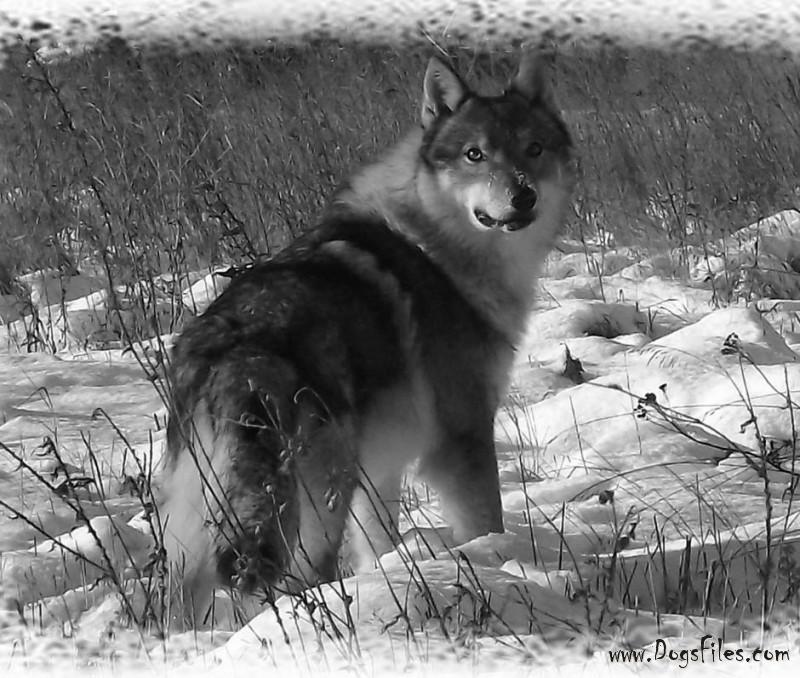 Dog Photo