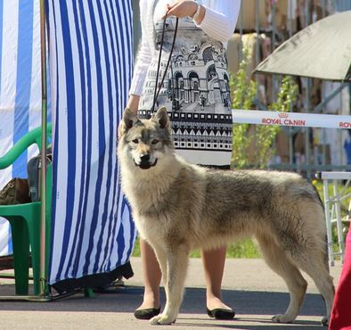 Dog Photo