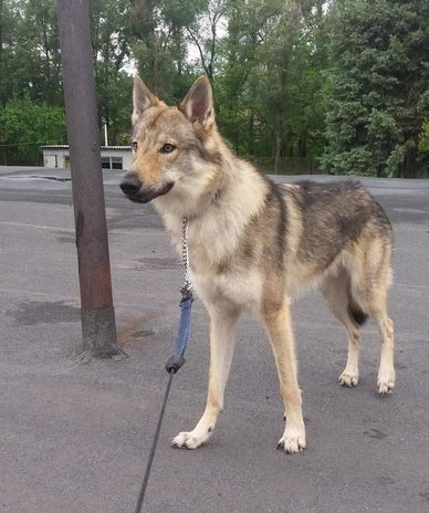 Dog Photo