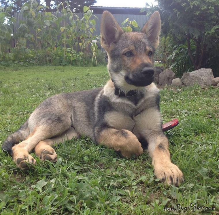 Dog Photo