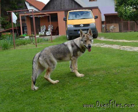 Dog Photo