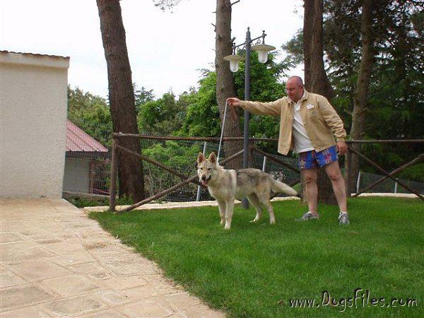 Dog Photo