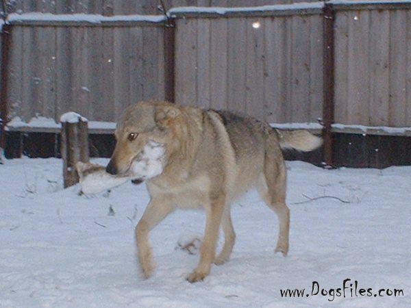 Dog Photo