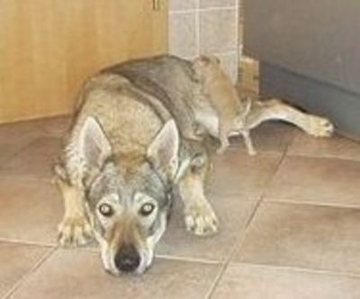 Dog Photo