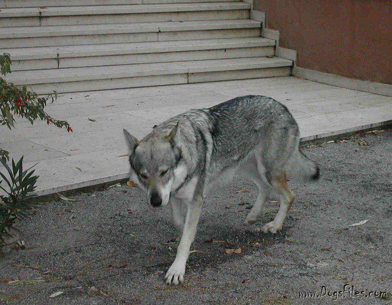Dog Photo