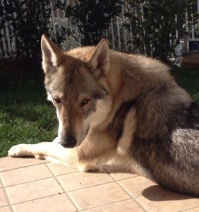 Dog Photo