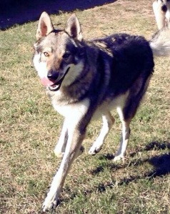 Dog Photo