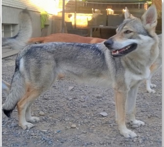 Dog Photo
