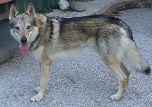 Dog Photo