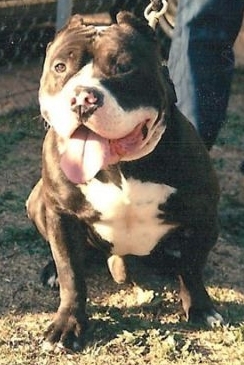 Dog Photo
