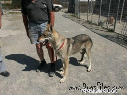 Dog Photo