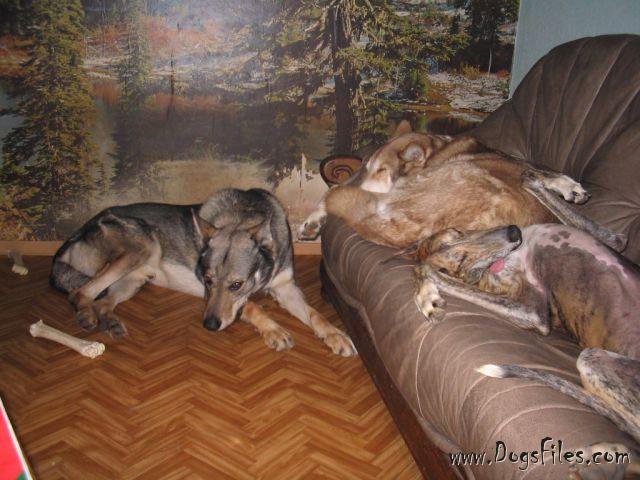 Dog Photo
