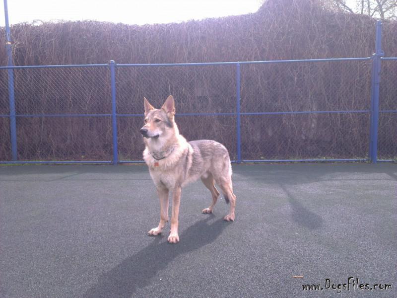 Dog Photo