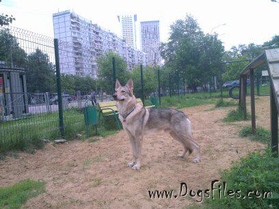Dog Photo