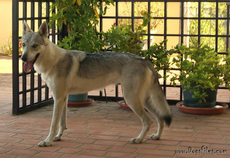 Dog Photo