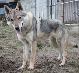 Dog Photo