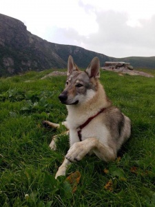 Dog Photo