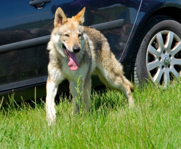 Dog Photo