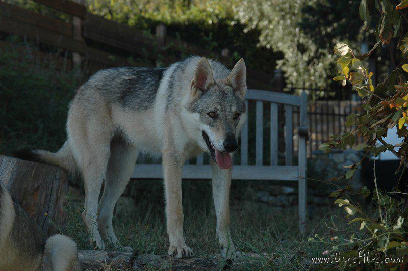 Dog Photo