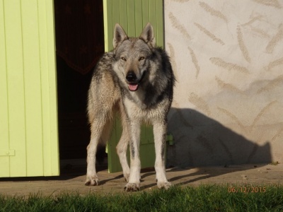 Dog Photo