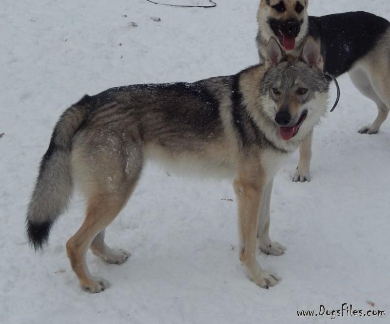 Dog Photo