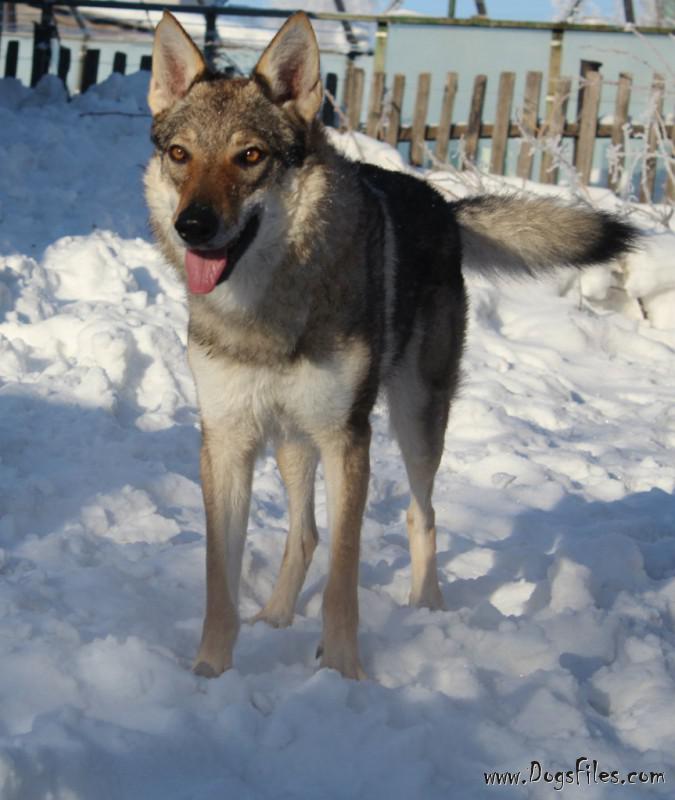 Dog Photo