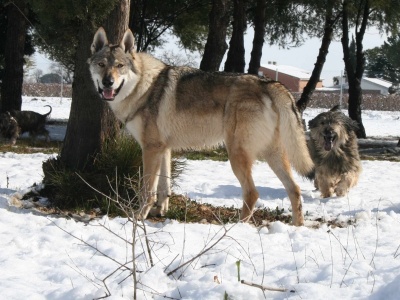 Dog Photo