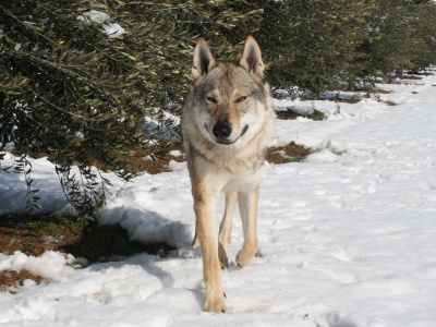 Dog Photo