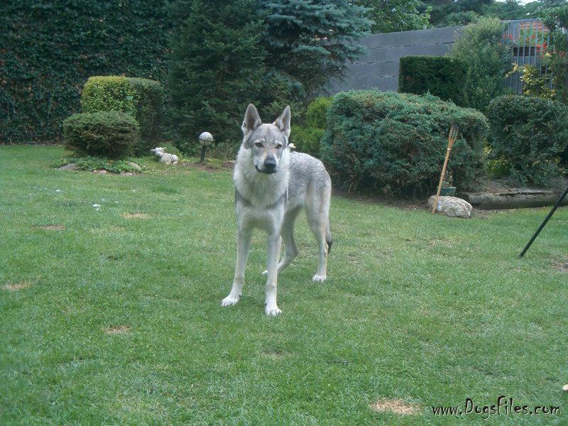 Dog Photo