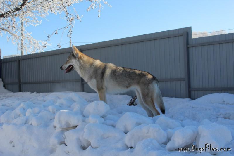 Dog Photo