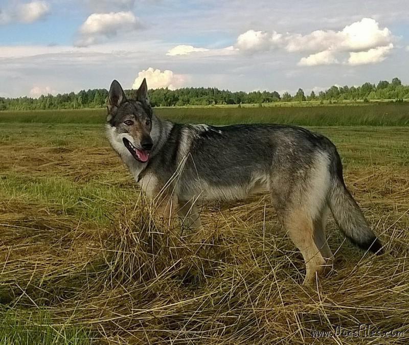 Dog Photo