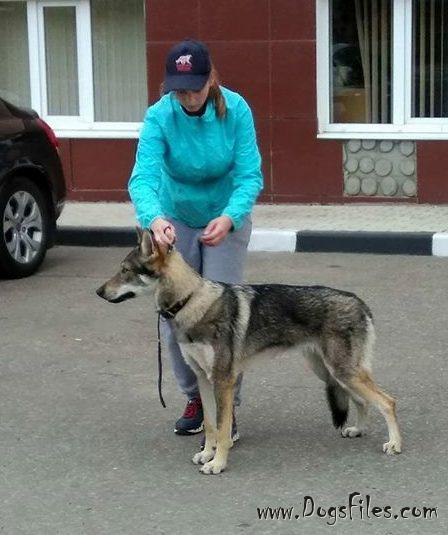 Dog Photo