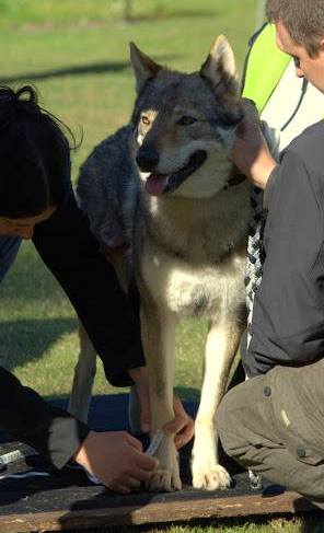 Dog Photo