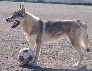 Dog Photo