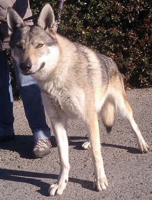 Dog Photo