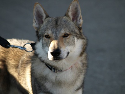 Dog Photo