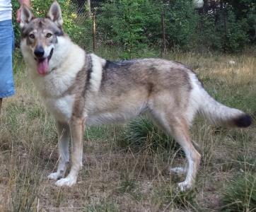 Dog Photo