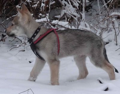 Dog Photo