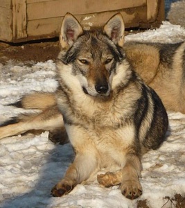 Dog Photo