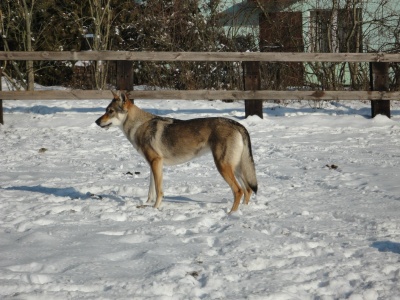 Dog Photo